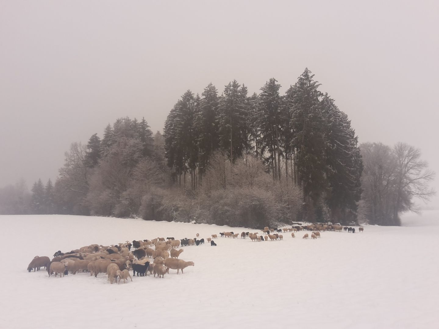 Wanderherde Winter 2020/21
