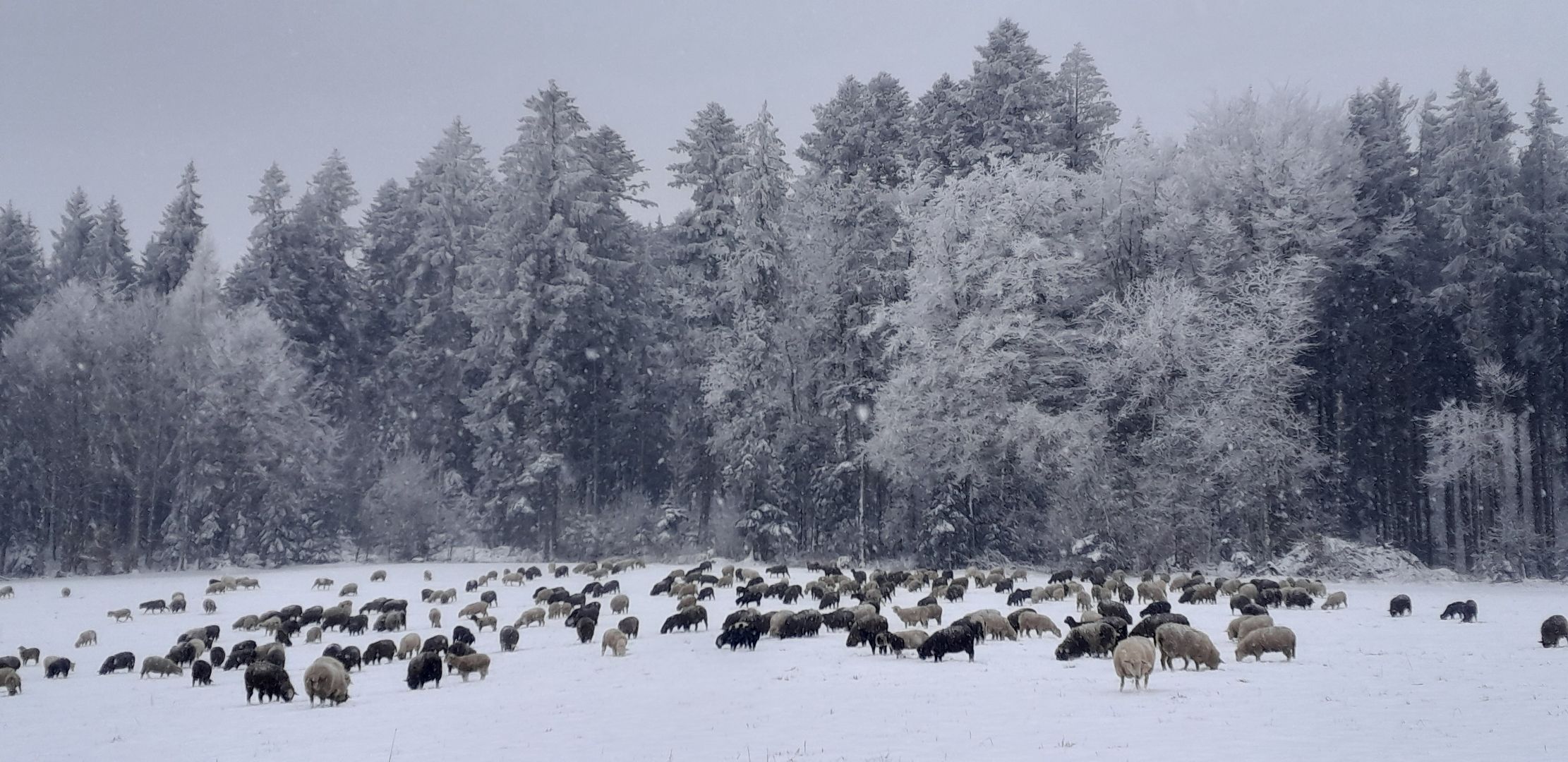 Wanderherde Winter 2023/24
